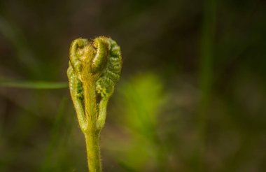 Orman eğrelti otu makro atış