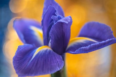 Bahçe iris makro çekim