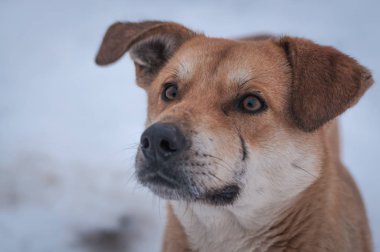 Bir bahçe köpek portresi
