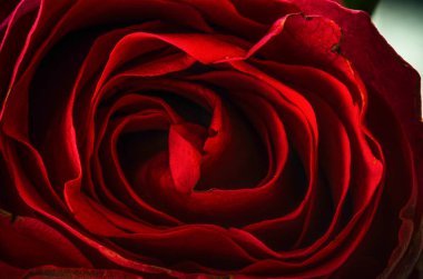 Lüks Kırmızı Gül Makro