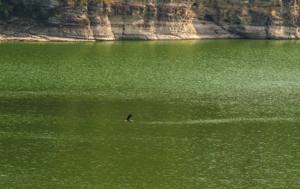 Cigogne Survole Rivière Dniester — Photo