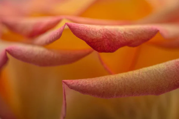 Květinka Růžová Střela — Stock fotografie