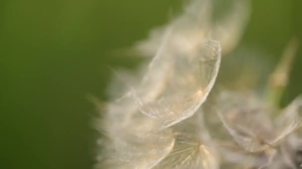 Mountain Dandelion Shot Macro — Videoclip de stoc