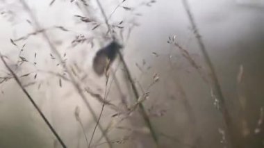 Küçük kelebek bir sap üzerinde oturur