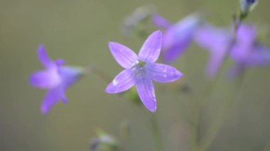 Dağ mor çiçek makro