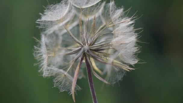 Mountain Dandelion Shot Makró — Stock videók