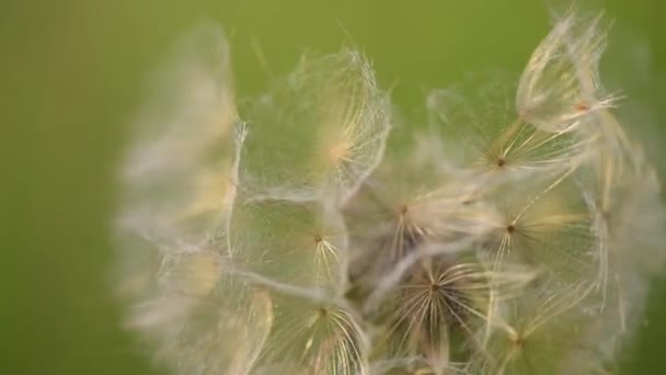 Mountain Dandelion Shot Macro — Stock Video