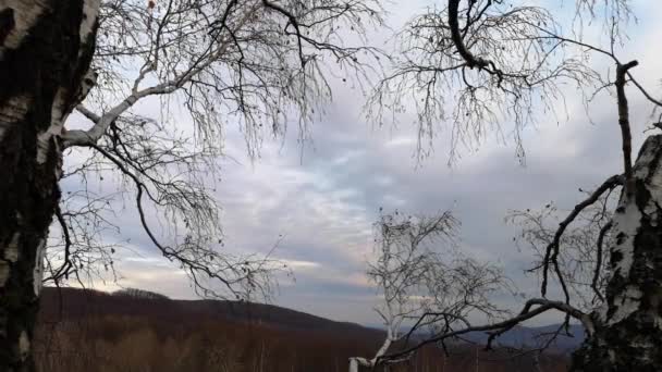 时间圈 春天的天空通过树冠 — 图库视频影像