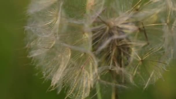 Mountain Dandelion Shot Macro — Videoclip de stoc