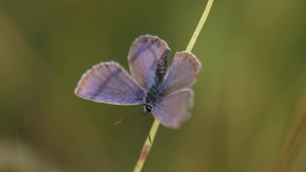 Kleiner Schmetterling Sitzt Auf Einem Stiel — Stockvideo