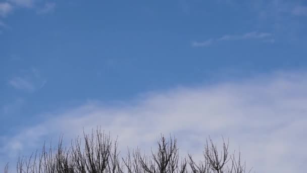 Tijd Ronden Voorjaar Wolken Boven Ginkgo Biloba — Stockvideo