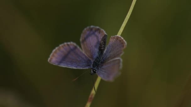 Mały Motyl Siedzi Łodyży — Wideo stockowe