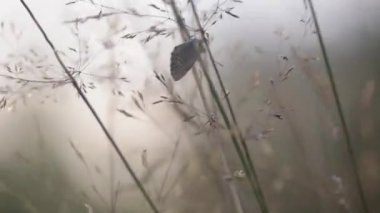 Küçük kelebek bir sap üzerinde oturur