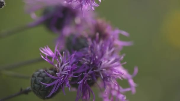 Macro Fleur Pourpre Montagne — Video