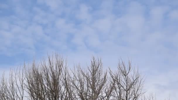 时间圈 春天云在银杏叶 — 图库视频影像