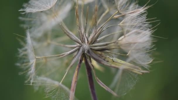 Mountain Dandelion Shot Macro — Stock Video