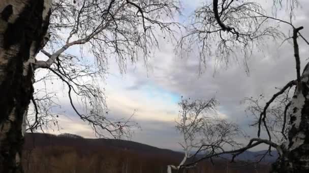 Tiempo Vueltas Cielo Primavera Través Corona Abedul — Vídeo de stock