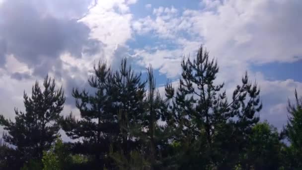 Egy Hegyi Erdőben Fenyőfákkal Körülvett Idő Körök Felhők — Stock videók