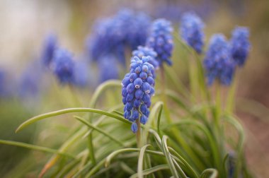 Parlak bahar mavi çiçekleri