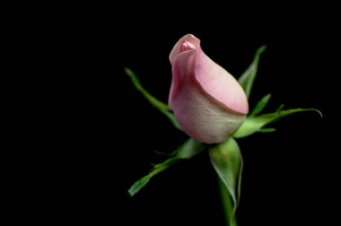 İlkeli denilen natürmort