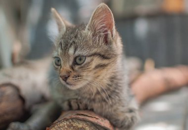    Kabarık bir safkan kedi portresi