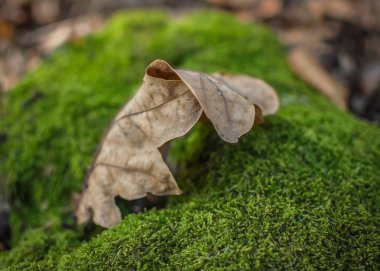Yosun üzerinde düşmüş yaprak makro