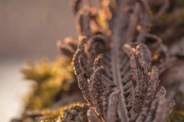 Vahşi orman bitki makro atış