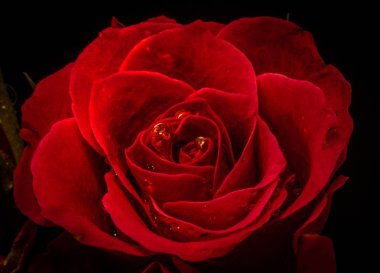 Kırmızı bal denen natürmort