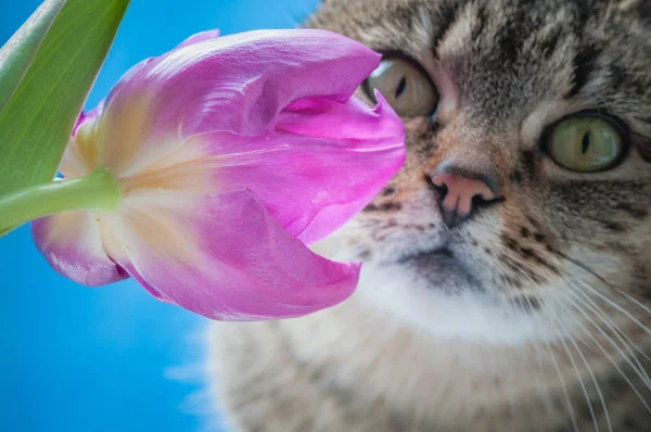 Portrait of a cat with a flower