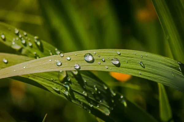 Colpo Macro Pianta Verde — Foto Stock