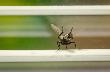 Sinek makroyu yıkıyor