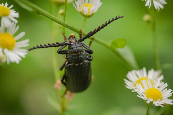 巨大的黑甲虫宏 — 图库照片