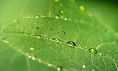 Yağmurdan sonra parlak flora