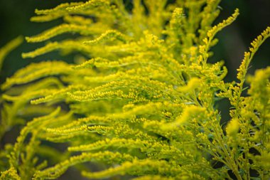 Yağmurdan sonra parlak flora