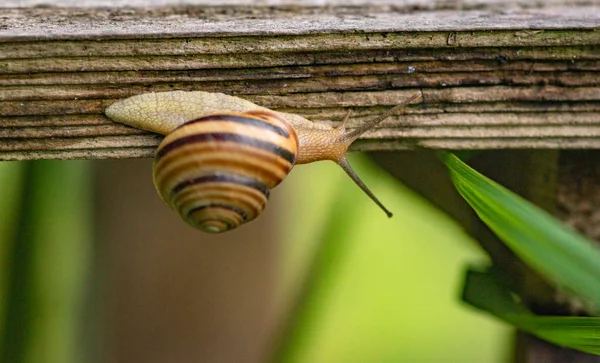 Snail Moves Wooden Surface — Stock Photo, Image