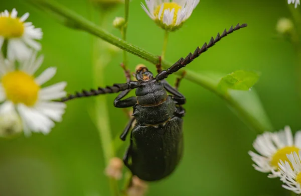 大自然中的巨甲虫 — 图库照片