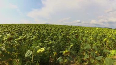 Yaz aylarında Karpat Dağları Timelapse Manzaralar