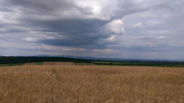 Landscapes Carpathian Mountains Summer — Stock Video