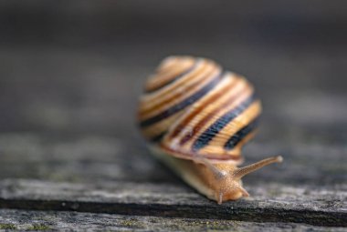 Salyangoz ahşap bir yüzeye hareket eder