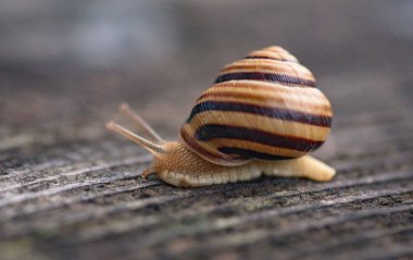 Salyangoz ahşap bir yüzeye hareket eder