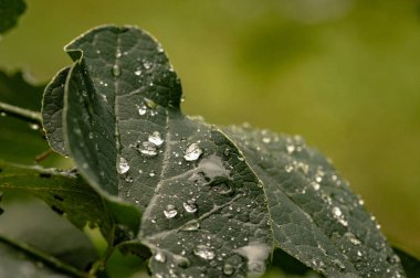Yağmurdan sonra parlak flora
