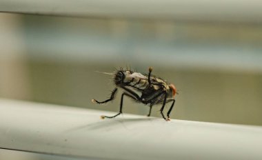 Sinek makroyu yıkıyor