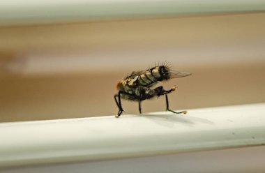 Sinek makroyu yıkıyor