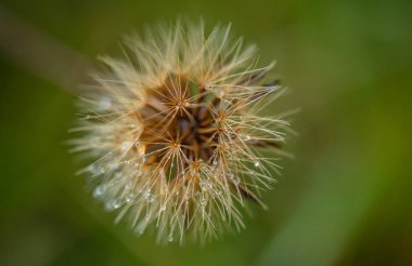 Dağ karahindiba makro çekim