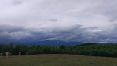 Yaz aylarında Karpat Dağları Timelapse Manzaralar