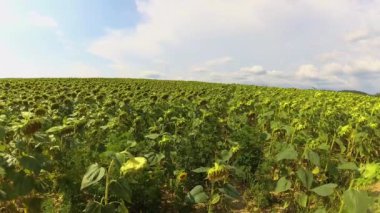 Yaz aylarında Karpat Dağları Timelapse Manzaralar