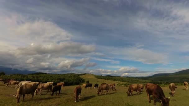 Timelapse Paisagens Das Montanhas Cárpatas Verão — Vídeo de Stock