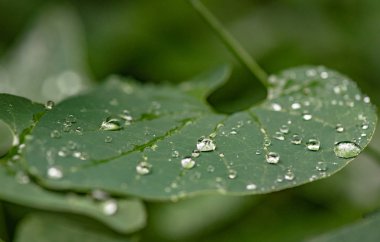 Yağmurdan sonra parlak flora