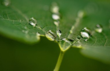 Yağmurdan sonra parlak flora