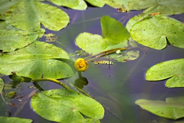 Yağmurdan sonra parlak flora